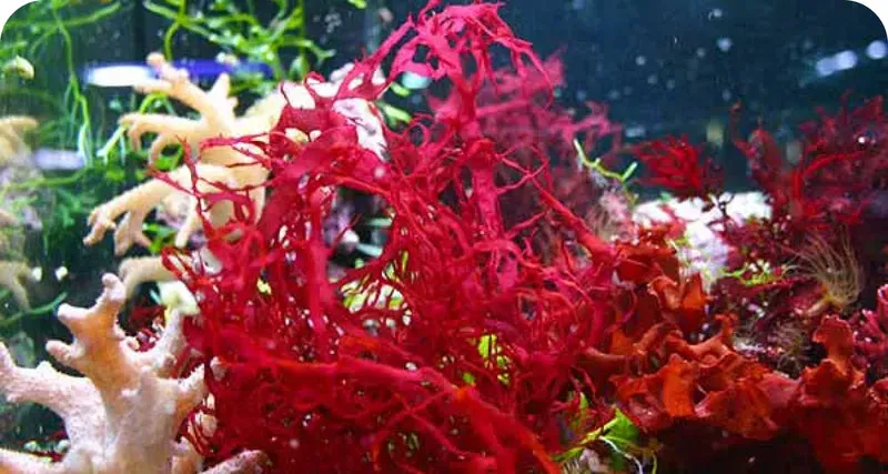 LuminEye™ Astaxanthin eye fatigue relief